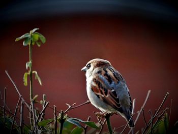 Close-up of bird perching on a plant