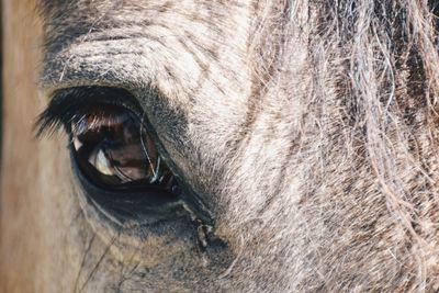 Close-up of horse eye
