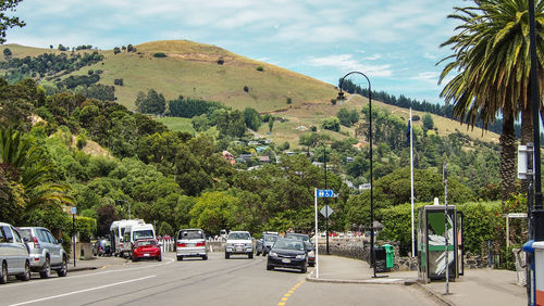 Vehicles on road by trees against sky