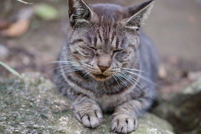 Close-up portrait of cat