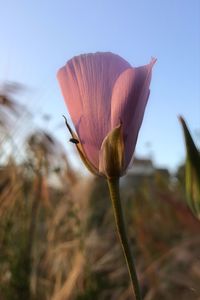 Close-up of flower against sky