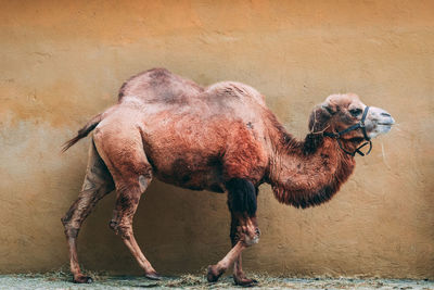 Elephant on land against wall