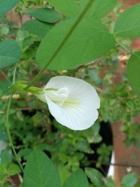 Close-up of white flowering plant