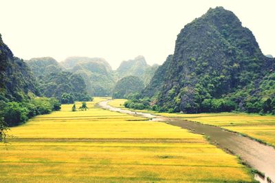 Scenic view of field against clear sky