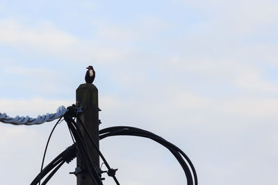 Low angle view of bird perching on cable against sky