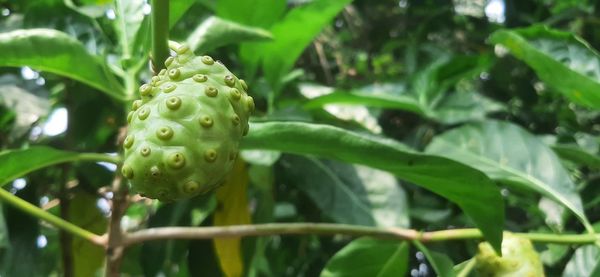 Close-up of fruits growing on tree