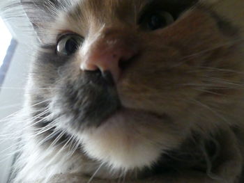 Close-up portrait of a cat