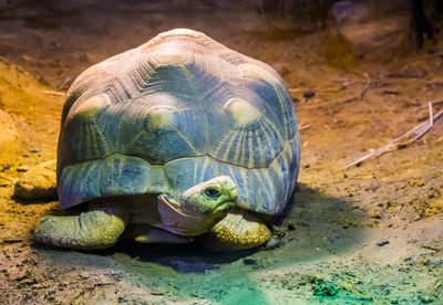 Close-up of a turtle in the sea