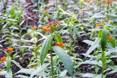 Close-up of flowering plants on field