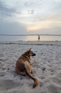 Dog standing on beach against sky during sunset