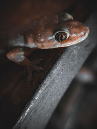 High angle view of lizard on rusty metal