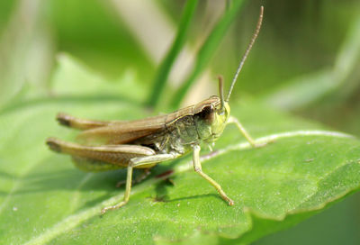 Close-up of insect on plant