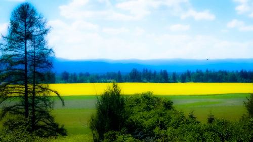 Scenic view of field against sky