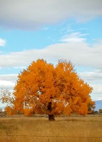 Trees on landscape against sky