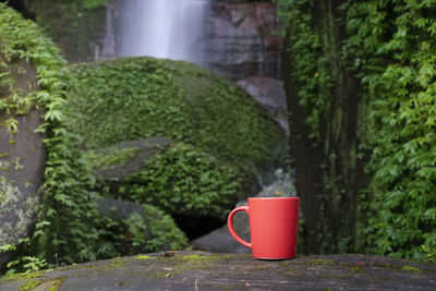 Close-up of red coffee cup on plant in yard