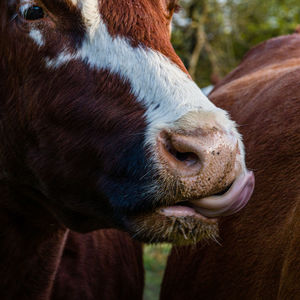 Close-up of cow