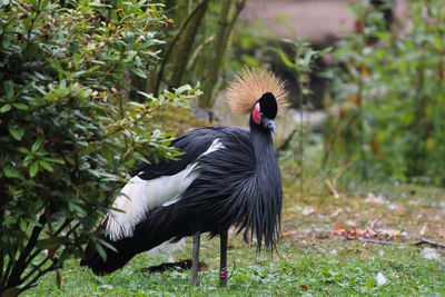 Black crowned crane perching on field