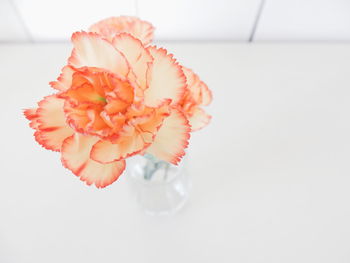 Close-up of flowers on table