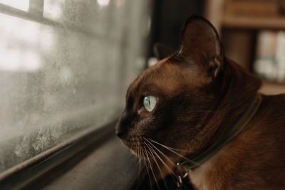 Cat relax and looking out to the window.