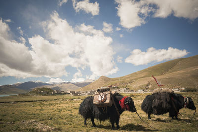 Horses on a field