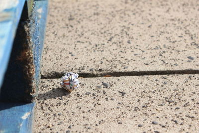 High angle view of crab on beach