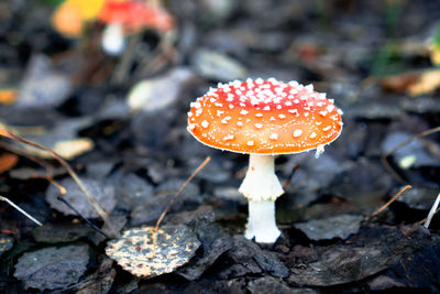 Close-up of fly agaric mushroom on field