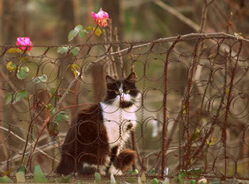 Close-up portrait of cat