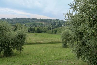 Scenic view of agricultural field against sky