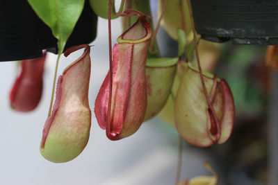 Close-up of fruits hanging on plant