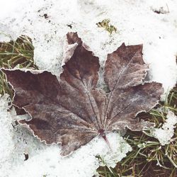 Close-up of plant