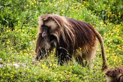 Lion in a field