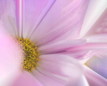 Close-up of white flower