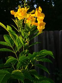 Close-up of yellow flowers