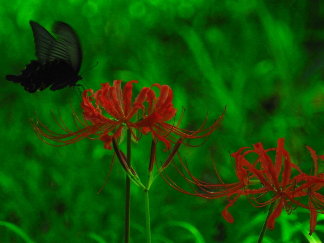 CLOSE-UP OF RED FLOWERING PLANTS