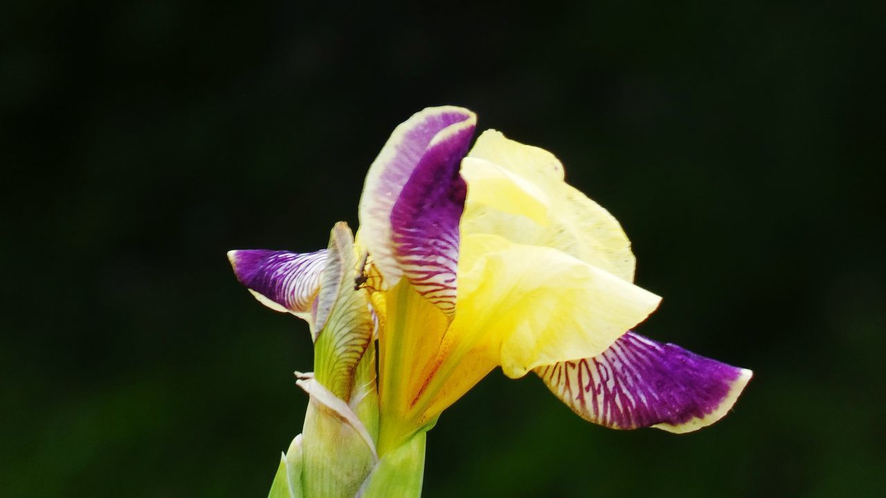 CLOSE-UP OF PURPLE IRIS LEAF