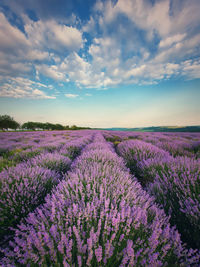 Picturesque scene of blooming lavender field. beautiful purple pink flowers in warm summer sunset