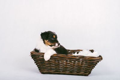 Dog looking at basket on white background