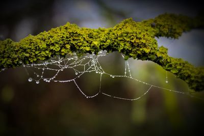 Close-up of wet spider web on plant