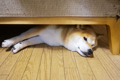 High angle view of a cat lying on floor