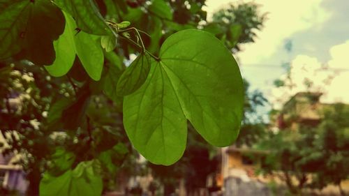 Close-up of leaves on plant