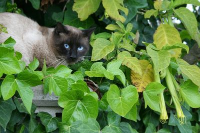 Cat with blue eyes amidst plants
