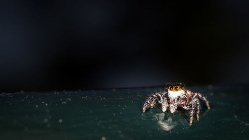 Close-up of jumping spider on railing