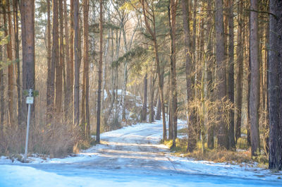 Snow covered trees in forest