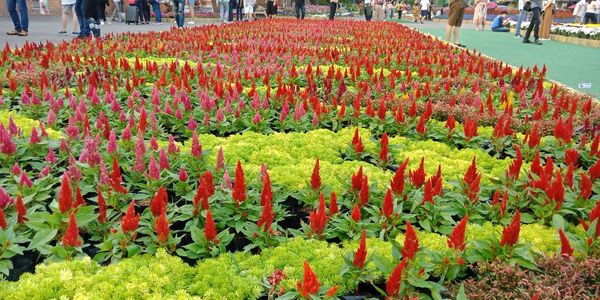 Red flowering plants in park