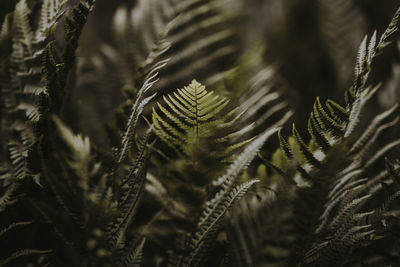 Close-up of plants growing outdoors