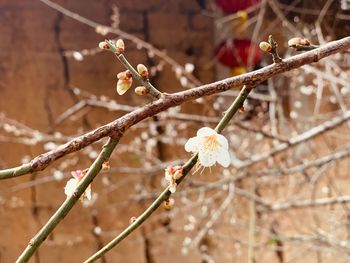 Close-up of cherry blossoms on branch