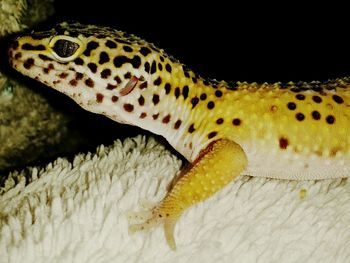 Close-up of lizard