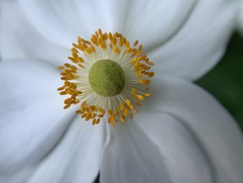 Close-up of white daisy flower