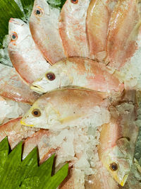 High angle view of fish for sale in market