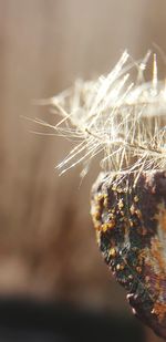 Close-up of dried plant